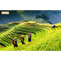 Tranh ruộng bậc thang, tranh in theo yêu cầu, tranh nghệ thuật, tranh phong thủy, tranh 3d dán tường bằng keo gửi kèm