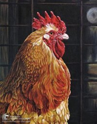 Tranh Vẽ Con Gà Trống Lông Vàng