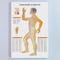 Tranh y khoa.Tranh huyệt vị châm cứu mặt bên.  40x60cm. .Xưởng Tranh Kim Nhung