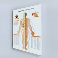 Tranh y khoa.Tranh huyệt vị châm cứu mặt sau.  40x60cm. .Xưởng Tranh Kim Nhung