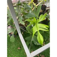 Trầu Bà Cánh Én