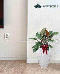 Trầu bà đế vương đỏ cây cảnh giá rẻ tphcm