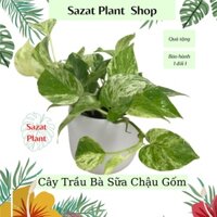 Trầu Bà Lá Sữa (Mable Queen), chậu gốm, cây phong thuỷ mini để bàn trồng trong nhà lọc không khí SaZat Plant