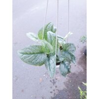 Trầu Bà Nham Thạch