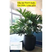 Trầu bà thanh xuân chậu gốm sứ