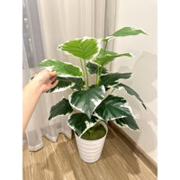 Trầu bà viền trắng 70cm - cây hoa giả decor