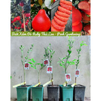 Tree Bưởi Xiêm Đỏ Ruby |cây ăn trái