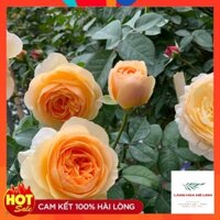 Tree Thân Gỗ Juliet Rose [ 🌼HOA HỒNG NGOẠI TRIỆU ĐÔ🌼]  - Cây khỏe- tán rông , phát triển tốt.
