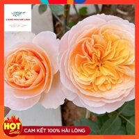 Tree Thân Gỗ Juliet Rose [ 🌼HOA HỒNG NGOẠI TRIỆU ĐÔ🌼]  - Cây khỏe- tán rông , phát triển tốt.