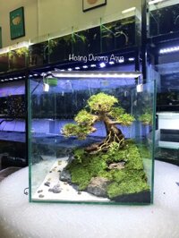 Trọn bộ bể thủy sinh size cubic 30cm kèm đèn lọc – Mẫu bonsai 01