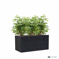 Trọn bộ cây ngũ gia bì lớn và chậu đá mài trồng sẵn - mẫu 04