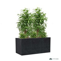 TRỌN BỘ CÂY TRÚC NHẬT LỚN VÀ CHẬU ĐÁ MÀI TRỒNG SẴN - MẪU 14