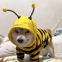 [Trong kho/Giao hàng miễn phí] Quần áo cho chó, áo hoodie hình con ong dễ thương cho chó Teddy, Bichon, Pomeranian, Golden Retriever, Shiba Inu, chó nhỏ và vừa, quần áo mùa thu đông cho mèo