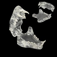 Trong Suốt Mô Hình Hàm Răng Mèo Bằng Nhựa resin
