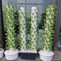trụ trồng rau khí canh