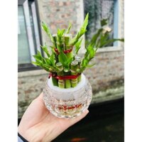 trúc 2 tầng thủy sinh (chậu thủy tinh)