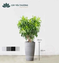 Trúc bách hợp - cây phong thủy trong nhà mang may mắn, tài lộc