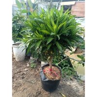 Trúc bách hợp cây to bịch đen