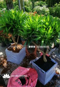 Trúc bách hợp cây trang trí quán cà phê giá rẻ