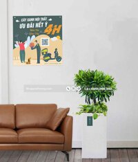 Trúc bách hợp cây trang trí văn phòng giá rẻ đẹp