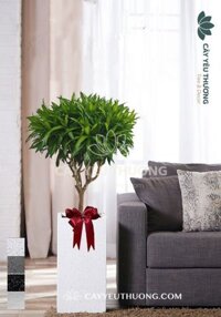 Trúc bách hợp - Cây xanh văn phòng tphcm