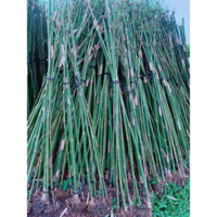 Trúc Cần Câu