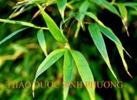 Trúc Diệp Quyển Tâm