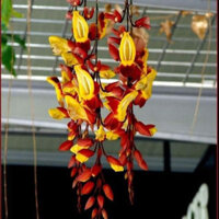 [TRÚC VŨ FARM NÔNG SẢN] CHẬU HOA LEO MÓNG CỌP VÀNG VỪA QUYẾN RŨ VỪA UY QUYỀN CAO 50-70CM