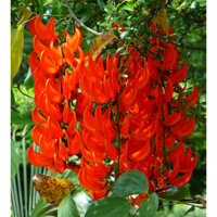 [TRÚC VŨ FARM PHÚ THỌ] CHẬU HOA LEO MÓNG CỌP ĐỎ GIỐNG TO XUM ĐẸP