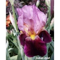 [TRÚC VŨ FARM PHÚ THỌ] củ hoa Irs- hoa Diên Vỹ " Iris Imperator Germanica" nhập khẩu Hà Lan chuẩn xịn