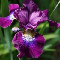 [TRÚC VŨ FARM PHÚ THỌ] củ hoa Irs- hoa Diên Vỹ " Iris Imperator Germanica" nhập khẩu Hà Lan chuẩn xịn
