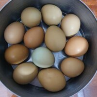 Trứng chim trĩ 150k/ 10 quả