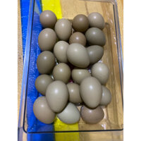 trứng chim trĩ lạc