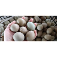 Trứng Chim Trĩ Nhà Vườn