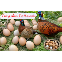 Trứng Chim Trĩ Thả Vườn