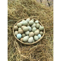 TRỨNG CHIM TRĨ-Trứng chim trĩ màu như hình, cỡ quả trứng gà ta, ăn béo