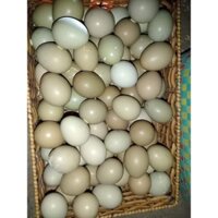 Trứng chim trĩ về ấp