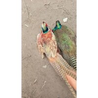 Trứng chim trĩ xanh đỏ 10 trứng ấp