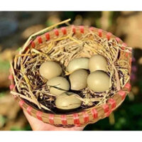 Trứng Chim Trĩ