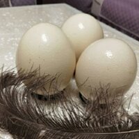 Trứng Đà Điểu