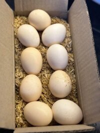 Trứng Gà Ri (10 quả)