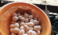 Trứng gà ta sịn sò ( quê lên )
