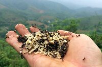 Trứng kiến giá bao nhiêu? Mua ở đâu giá tốt