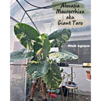 Trứng ráy trắng Alocasia Macrorr