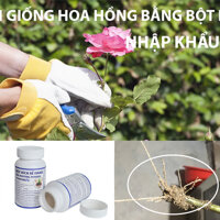 Tự Giâm Chiết Hoa Hồng tại nhà bằng Bột Kích rễ có trị nấm bệnh nhập khẩu Israel  Hủ 100gr dành cho cây thân gỗ hiệu quả và sát khuẩn vết cắt