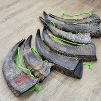 Tù và sừng trâu to