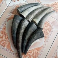 Tù và sừng trâu trang trí