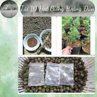 túi 10 quả giống hoàng đàn tuyết lạng sơn