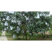 TÚI BAO TRÁI CÂY BƯỞI, DƯA VÀNG...(30x35cm) nhập khẩu-  chuyên dụng.