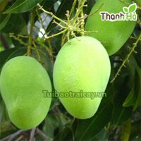 Túi giấy bao xoài HAI LỚP 21x32